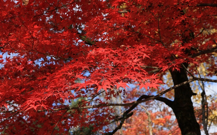 紅葉、カエデの木、美しい秋 壁紙 ピクチャー