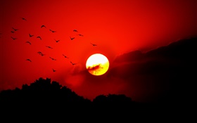 赤い空、雲、日没、グロー、鳥、シルエット HDの壁紙