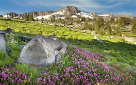 斜面、山、草、花、自然 HDの壁紙