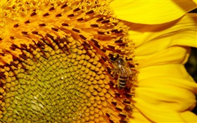 ひまわり、黄色の花びら、雌しべ、蜂 HDの壁紙