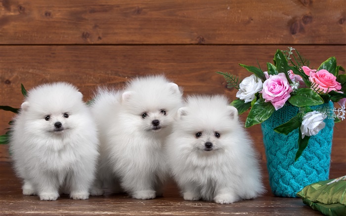 3つの白い子犬は、花をバラ 壁紙 ピクチャー