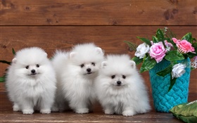 3つの白い子犬は、花をバラ