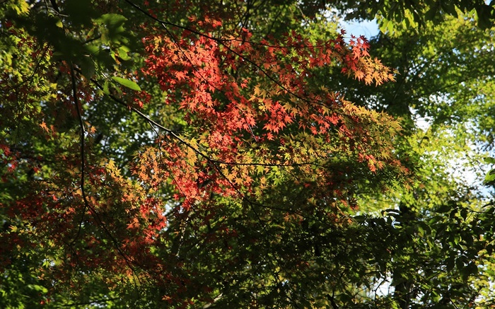緑と赤の木、カエデの葉、日光、秋 壁紙 ピクチャー