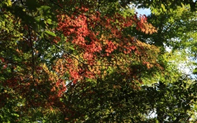 緑と赤の木、カエデの葉、日光、秋 HDの壁紙