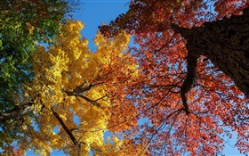 木、黄色と赤の葉、秋
