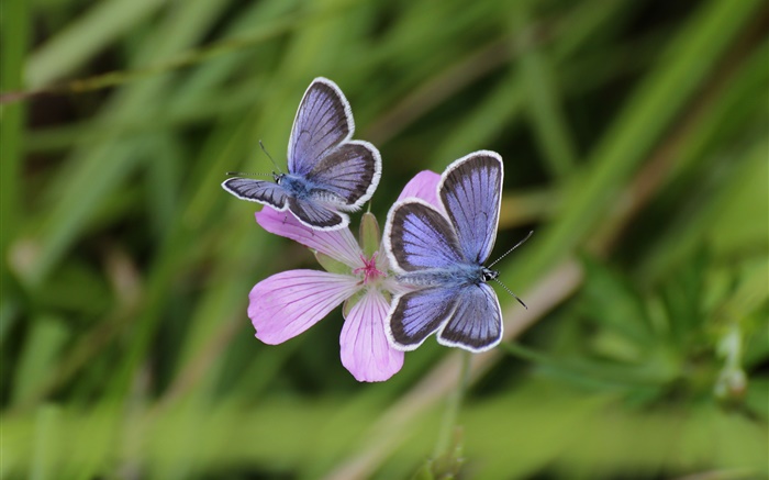 二つの蝶、草、花、ボケ味 壁紙 ピクチャー