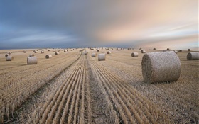麦畑、干し草、夏、夕暮れ HDの壁紙
