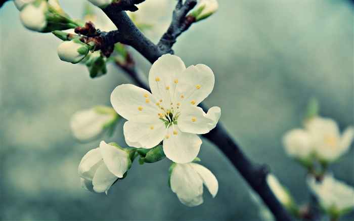 白い桜の花、花びら、春、ブルーム 壁紙 ピクチャー