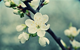 白い桜の花、花びら、春、ブルーム