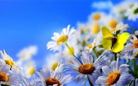 白いデイジーの花、蝶、青空