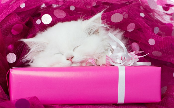 ホワイト子猫の睡眠、贈り物 壁紙 ピクチャー