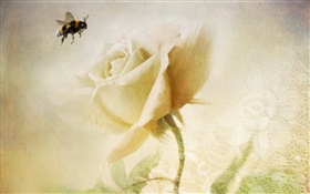 白バラ、蜂、テクスチャ