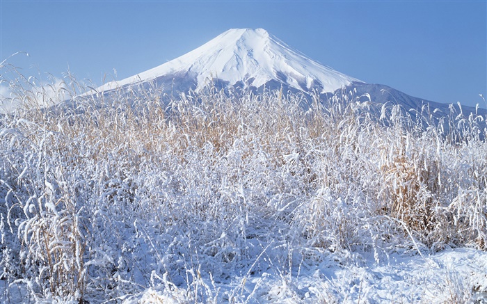 冬、草、雪、富士山、日本 壁紙 ピクチャー