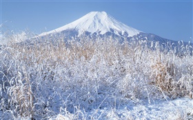 冬、草、雪、富士山、日本