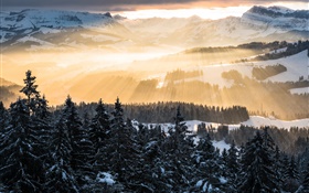 冬、山、朝、太陽の光、木、雪 HDの壁紙