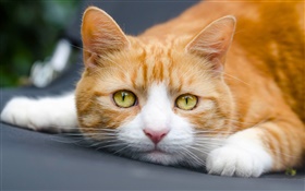 黄色い目の猫がスリープ状態にします