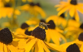 黄色の花、黒雌しべ、蜂 HDの壁紙