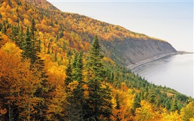 秋、山、森、木、海岸、海 HDの壁紙