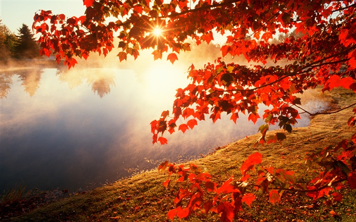 秋、紅葉、カエデの木、川、太陽の光 壁紙 ピクチャー