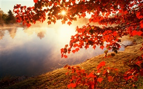 秋、紅葉、カエデの木、川、太陽の光