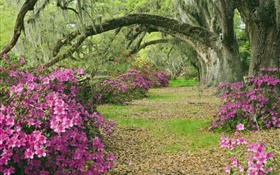 ツツジ、木、草、路地、サウスカロライナ州、アメリカ HDの壁紙
