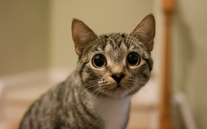 大きな目の猫の表情 壁紙 ピクチャー
