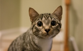 大きな目の猫の表情 HDの壁紙