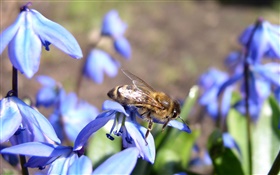 ブルーの花、蜂