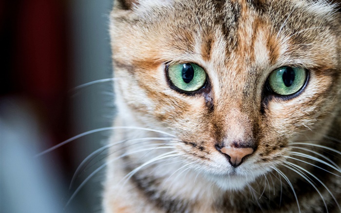 猫の肖像画、緑の目、ウィスカー 壁紙 ピクチャー