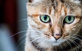 猫の肖像画、緑の目、ウィスカー HDの壁紙