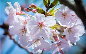 桜の花は春、咲きます HDの壁紙