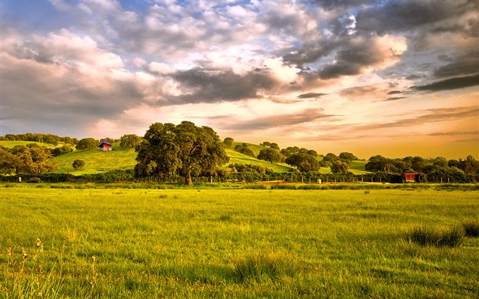 田園、フィールド、草、木、雲、夕暮れ 壁紙 ピクチャー