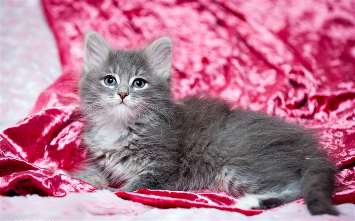 かわいい灰色の子猫、赤、背景 壁紙 ピクチャー