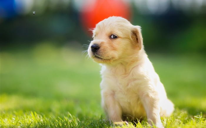 草の中にかわいい子犬 ゴールデンレトリバー Hdの壁紙 動物 壁紙プレビュー Ja Hdwall365 Com