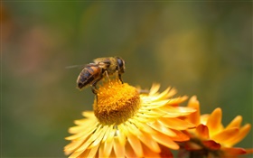 デイジー、黄色の花、雌しべ、蜂
