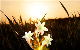 花、植物、草、太陽の光、創造的な写真 HDの壁紙