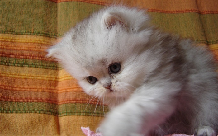 ふわふわ子猫の赤ちゃん 壁紙 ピクチャー
