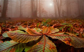 森、木、霧、葉、地面、夜明け HDの壁紙
