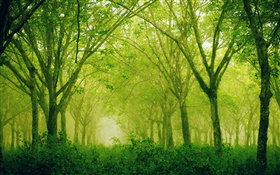 森、木、グリーンスタイル