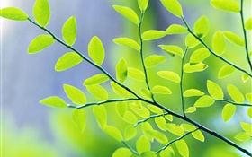 緑の葉、枝、ボケ味、春 HDの壁紙
