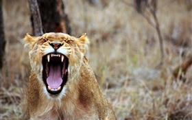 ライオンのあくび、鋭い歯 HDの壁紙