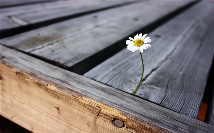孤独の花、木板 壁紙 ピクチャー