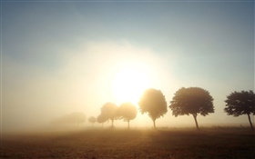 朝、夜明け、木、フィールド、霧、日の出 HDの壁紙