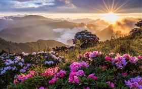 朝の風景、日の出、山、花、雲 HDの壁紙
