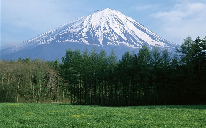 富士山、雪、森林、草、日本 壁紙 ピクチャー