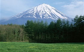 富士山、雪、森林、草、日本