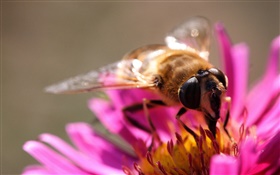 ピンクの花びらの花、昆虫蜂、雌しべ
