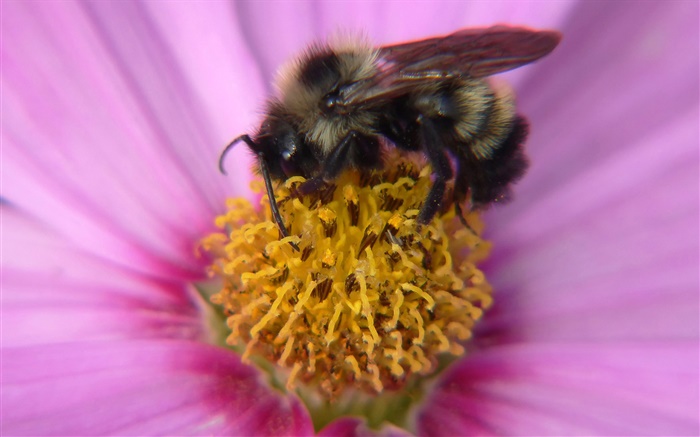 ピンクの花びらの花、雌しべ、昆虫蜂クローズアップ 壁紙 ピクチャー