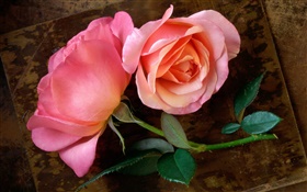 ピンクのバラ、茎、葉 HDの壁紙