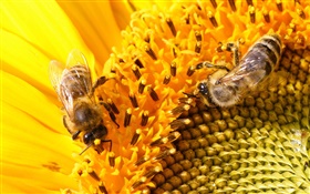 雌しべ、ヒマワリ、ミツバチ HDの壁紙